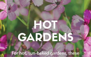 Top plants for hot gardens