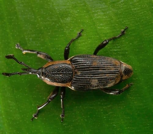 Vine weevil pest