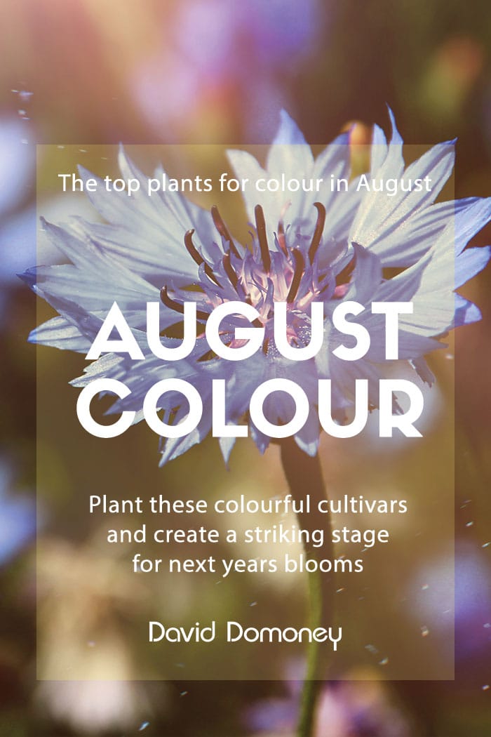 august colour