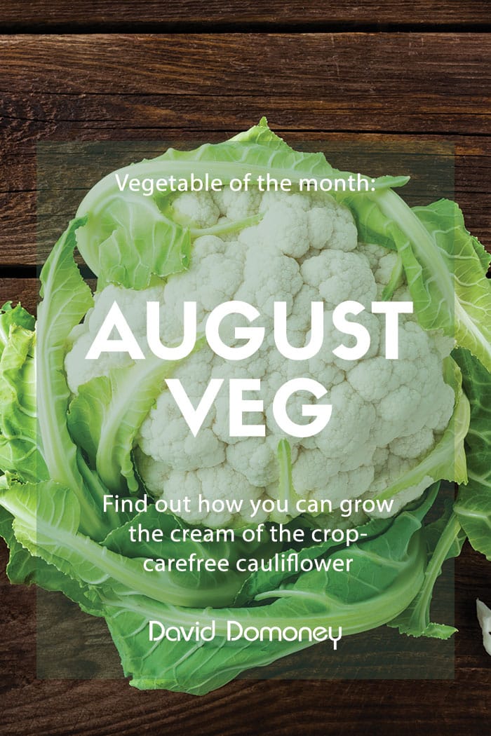 august veg