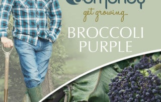 get growing broccoli purple