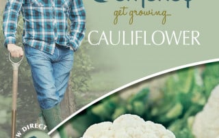 get growing cauliflower