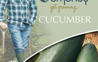 get growing cucumber