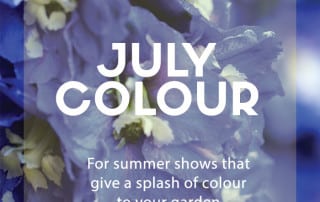 july colour plants