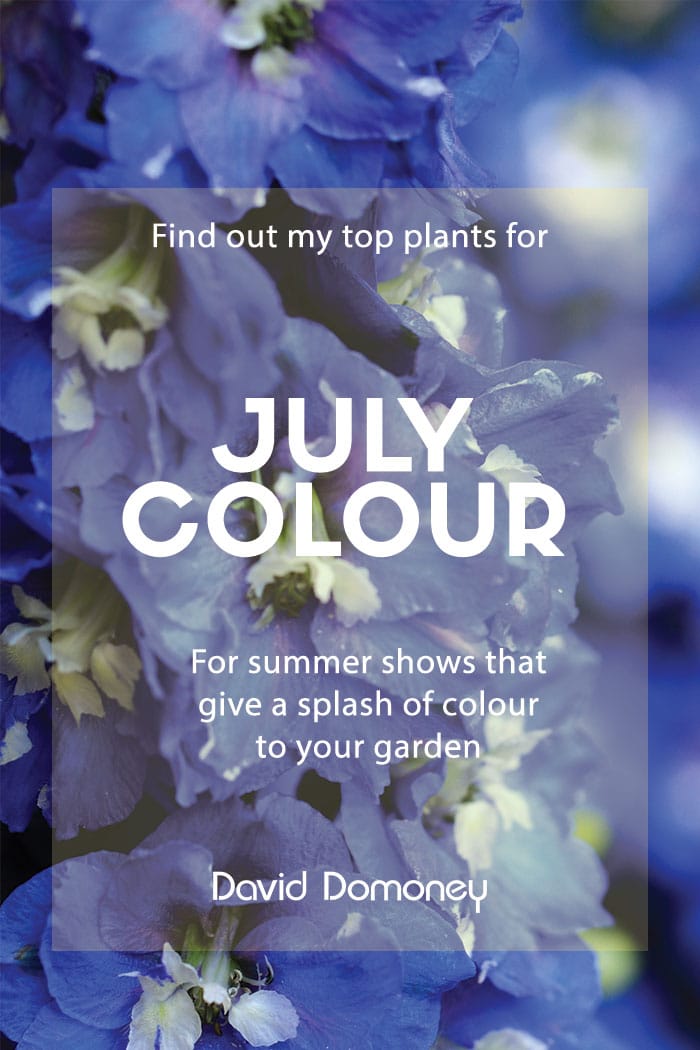 july colour plants