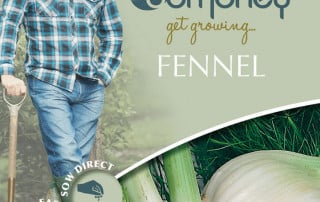 get growing fennel