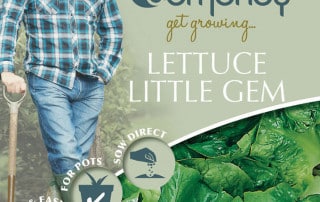 get growing lettuce little gem