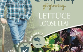 lettuce loose leaf