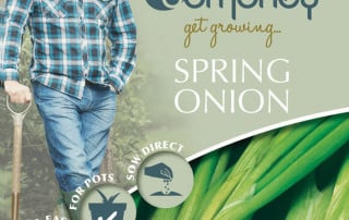 get growing spring onion