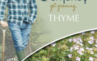 get growing thyme