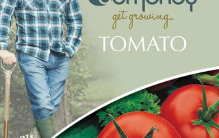 get growing tomato