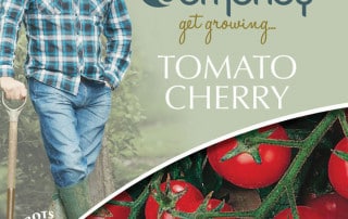 get growing tomato cherry