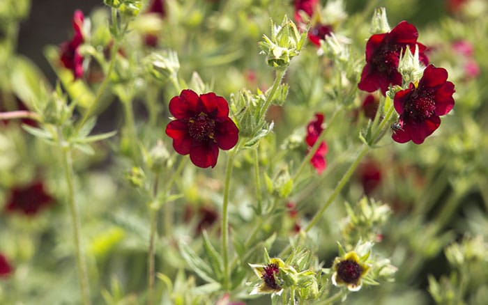 Rose-petal-salad-2