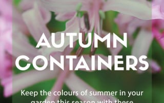 autumn containers