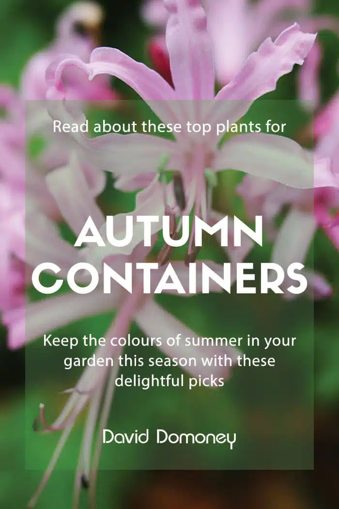 autumn containers