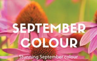 September colour