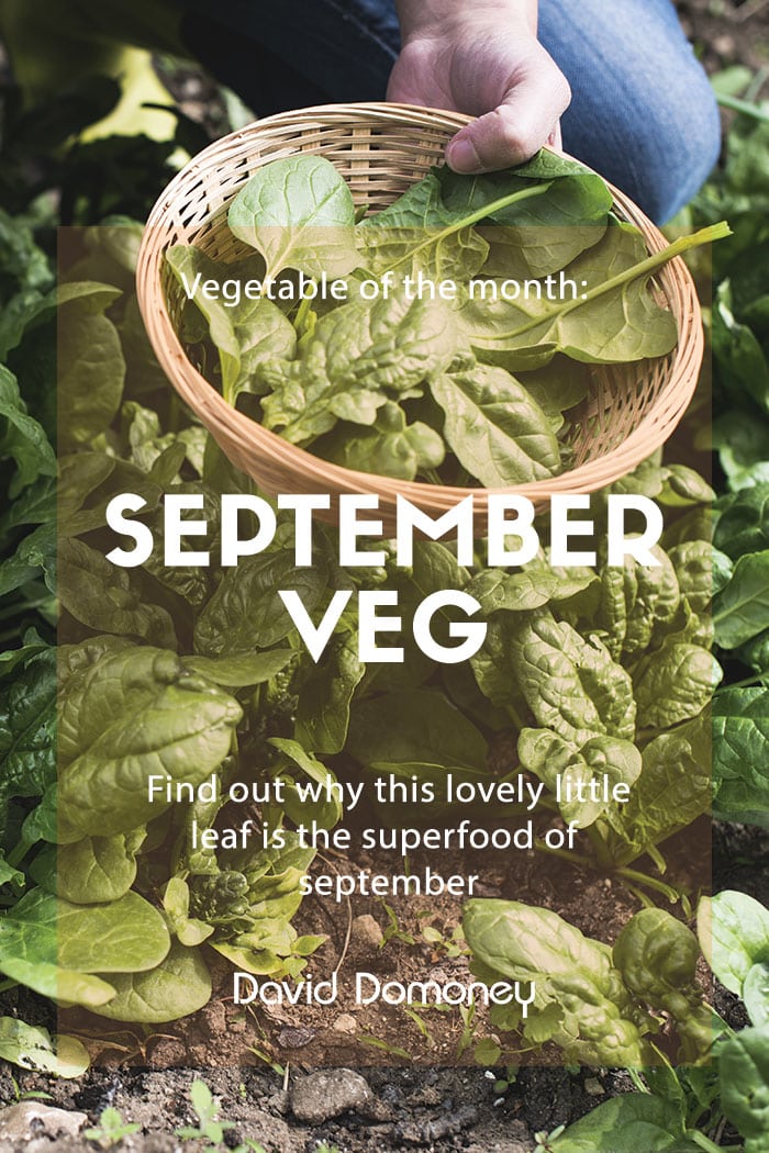 september veg