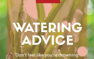 watering advice