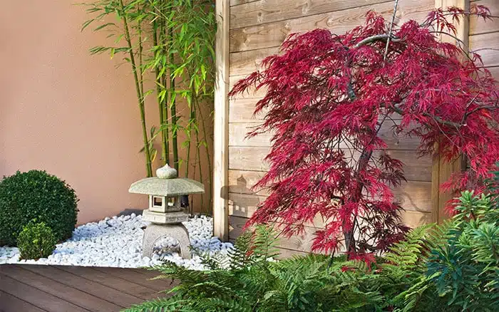 10 Best Trees For Small Gardens, What Trees Are Best For Small Gardens