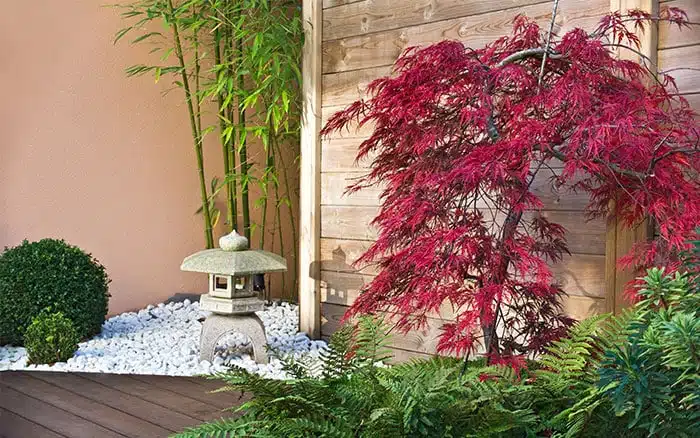 Acer palmatum