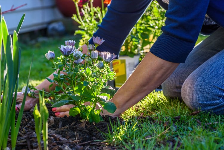 Woman planting colourful flowering plants