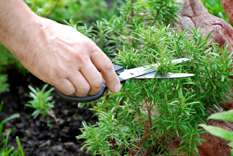 Fuchsia-cuttings-in-compost-tray