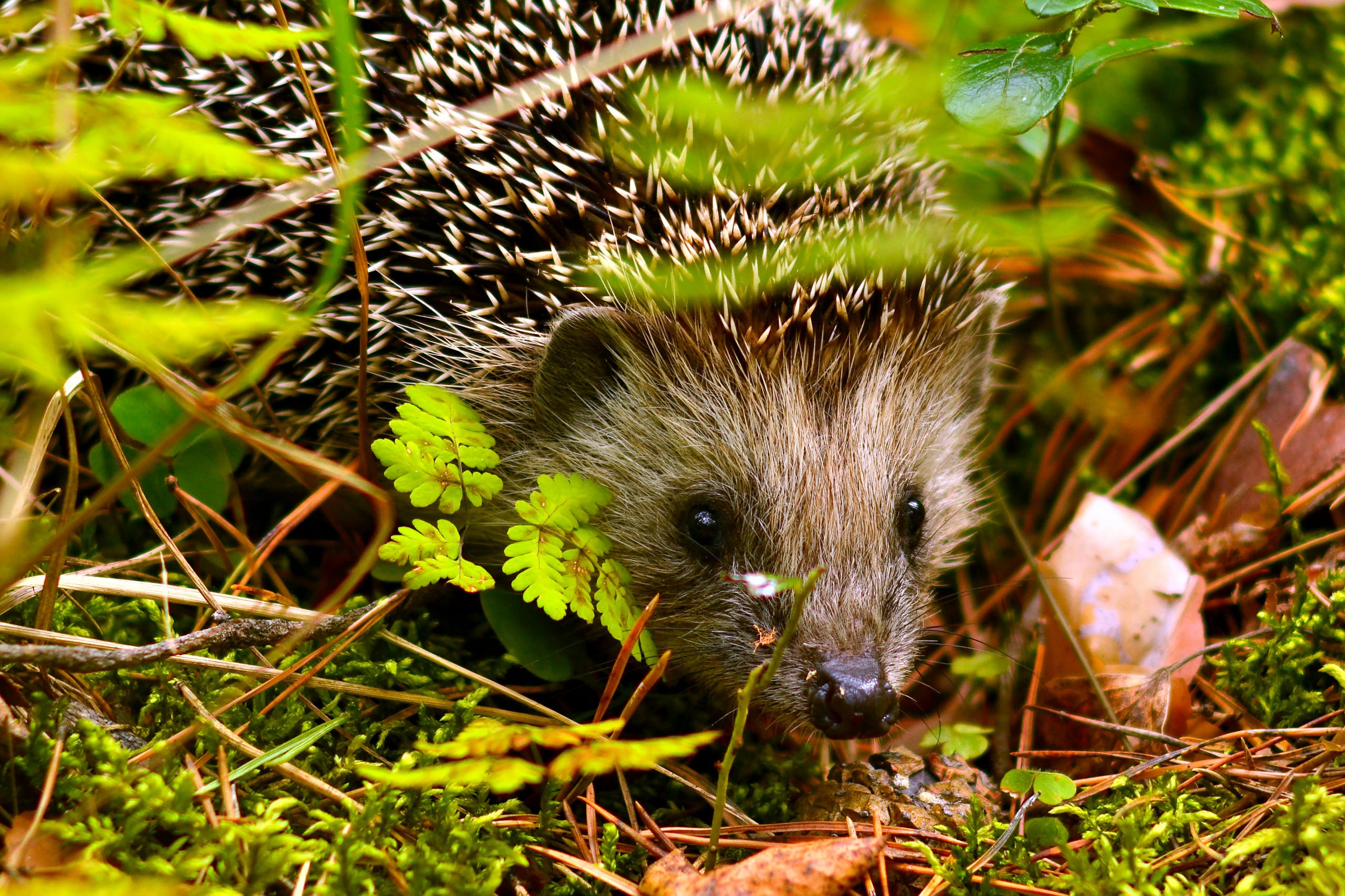 a small hedgehog in the undergrowth