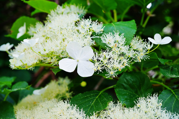 Hydrangea Shrub