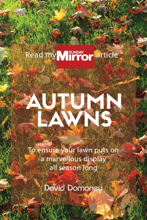 autumn lawns