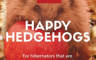 hedgehogs