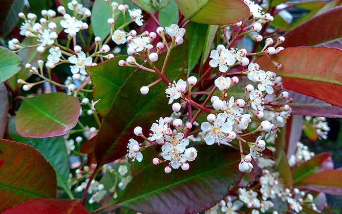 Rose-petal-salad-2