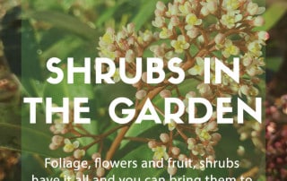 shrubs garden