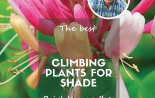 The best climbing plants for shade