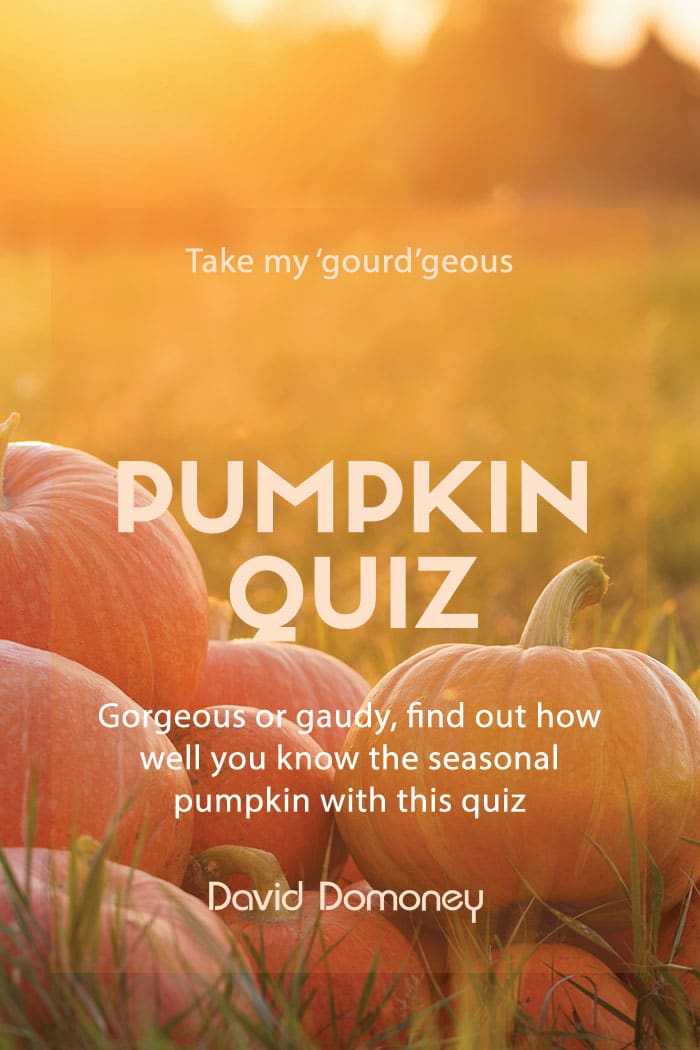 pumpkin quiz