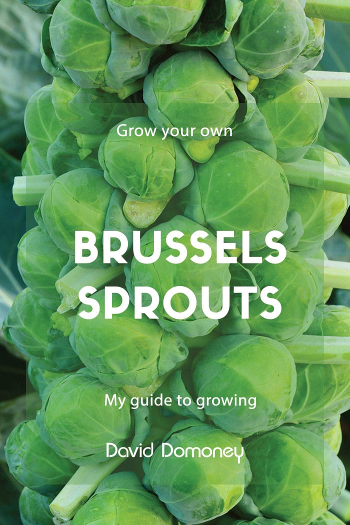 How to grow brussel sprouts