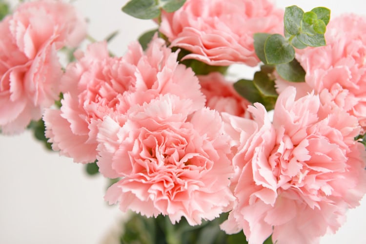 Bouquet of carnations for Valentine's Day