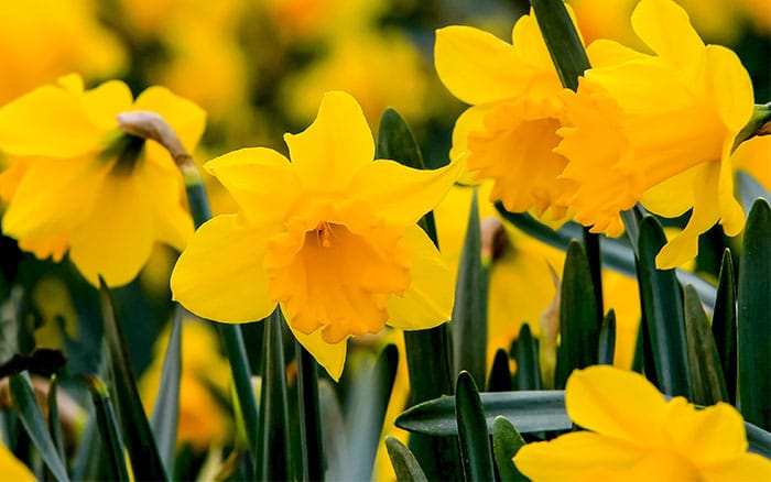 Daffodil flowers