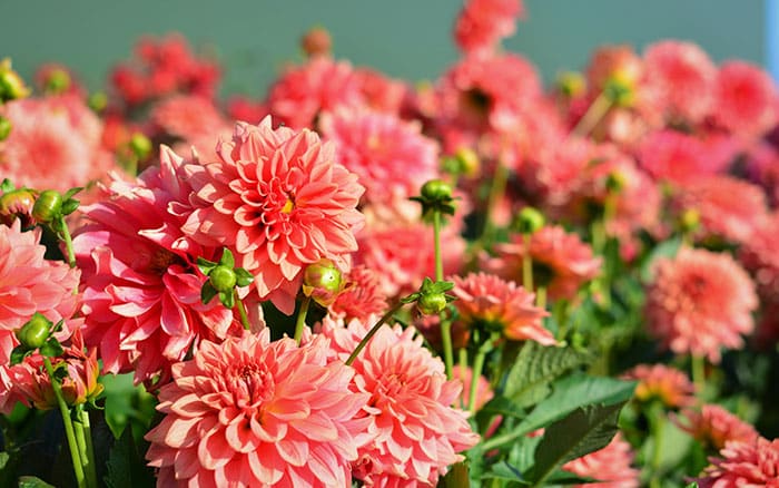 Dahlia flowers are lovely Valentine's flowers