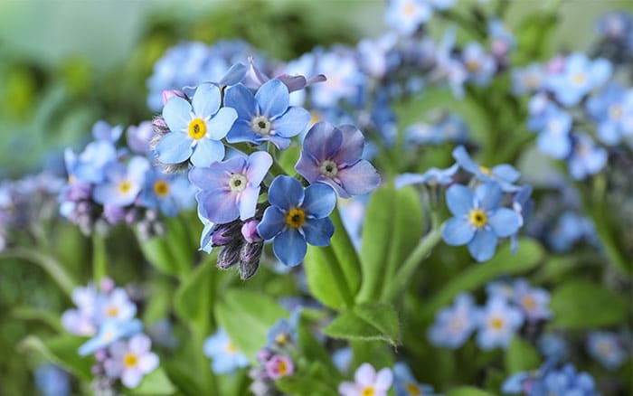 Forget-me-nots in the garden
