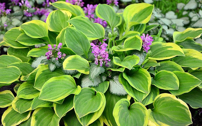 HOSTA (PLANTAIN LILY)