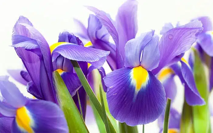 Irises are a lovely alternative to roses on Valentine's day