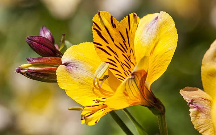 Peruvian lily is a great Valentine's flower