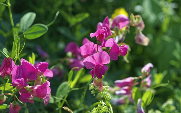 Sweet pea flowers are a wonderful gift for Valentine's Day