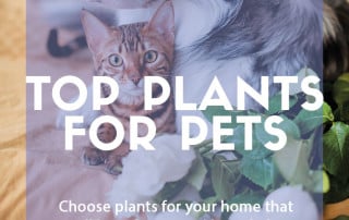 Plants for pets