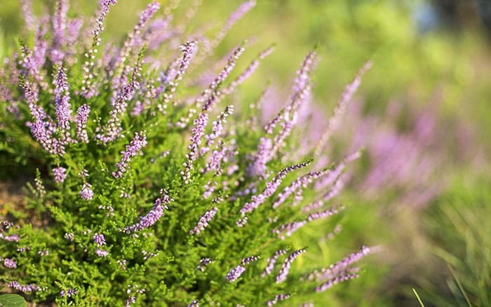 Lavender-sprigs-in-lemon-drink