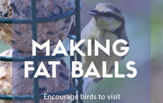 Making fat balls for birds