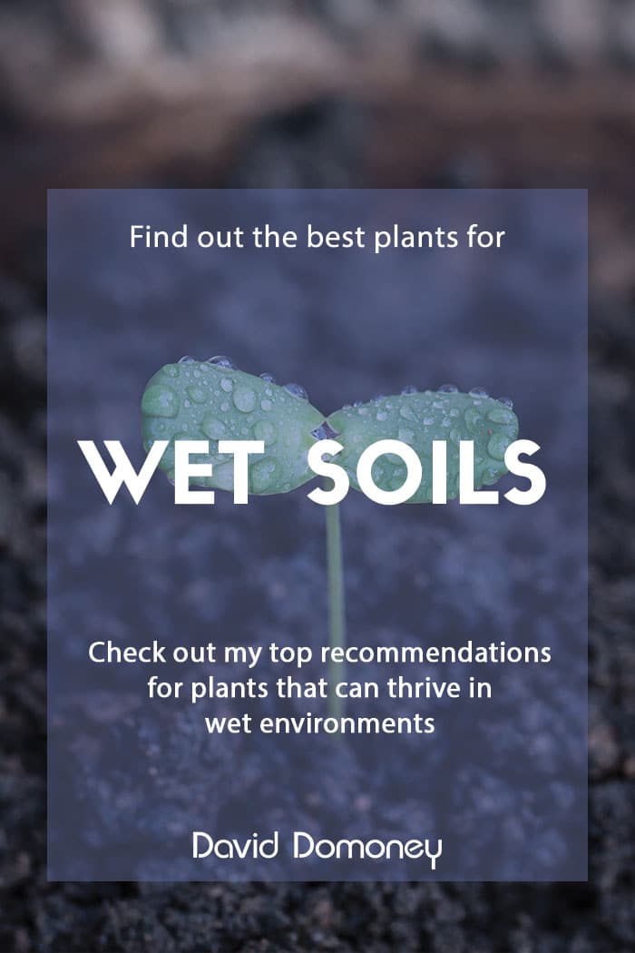 Plants for wet soil