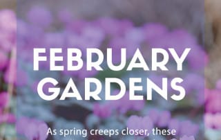 Top plants for February gardens