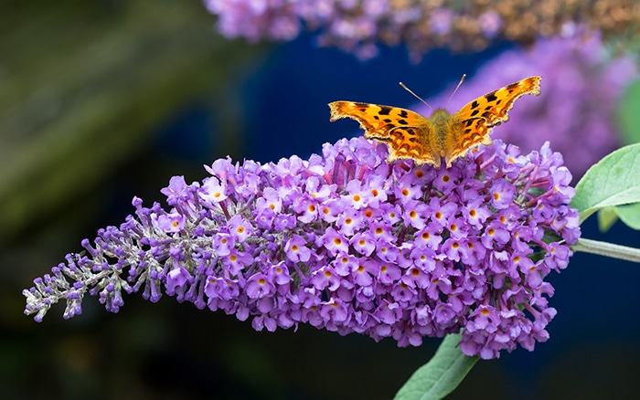 Lavender-sprigs-in-lemon-drink