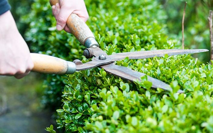 Garden Hedge